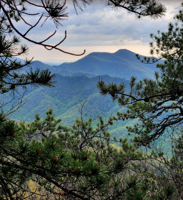 Rooted and Wild Womens Yoga Retreat in Asheville North Carolina photo