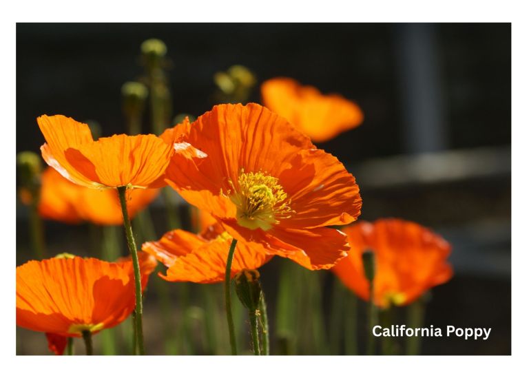 california poppy for stress and anxiety
