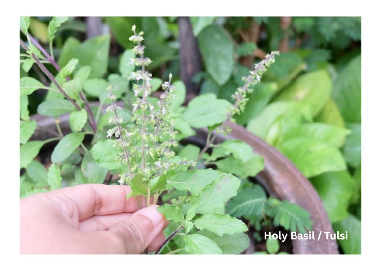 Holy basil for calming and grounding