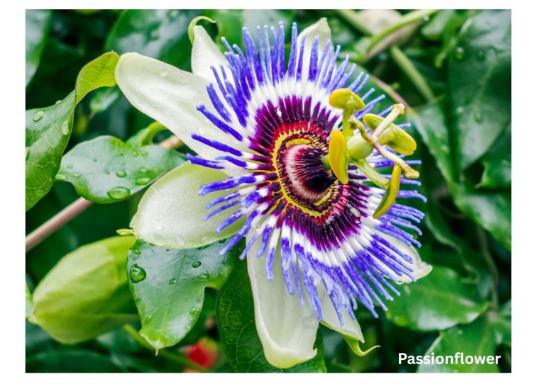 Passionflower, an herbal remedy for anxiety, stress and burnout.
