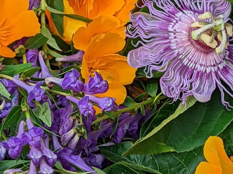 Placeholder image The best calming herbs for anxiety you can grow at home: tulsi, passionflower, and california poppy.